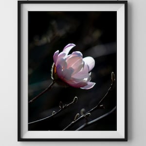 Pink and White Petals, Magnolia Flower, Nature Photography, Digital Poster Print Download, Wall Art