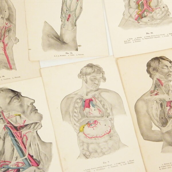 Antique anatomy Prints