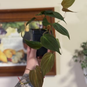 Philodendron micans