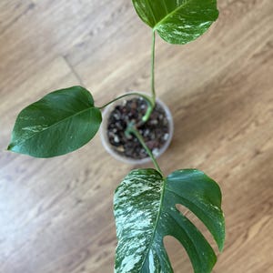 Monstera Albo