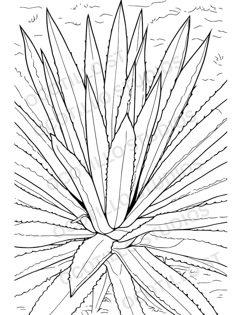 Century Plant Printable Card And Coloring Sheet Bundle Digital century-plant-printable-card-and-coloring-sheet-bundle-digital