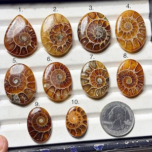 May include: Ten polished ammonite fossils arranged in a grid, numbered 1 through 10, featuring spiral patterns in shades of amber and brown. A United States quarter coin is placed next to the tenth fossil for scale, showing the relative size.