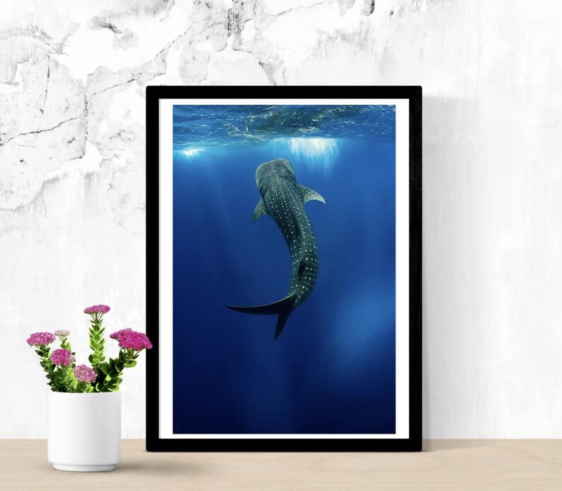 Whale Shark Poster Marine Ocean Poster Underwater Wall Decor whale-shark-poster-marine-ocean-poster-underwater-wall-decor