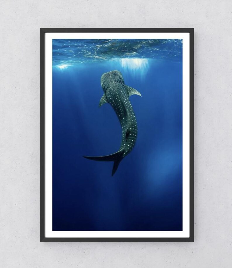 Whale Shark Poster Marine Ocean Poster Underwater Wall Decor 