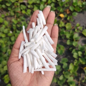 1 kg (2,2 pund) Kanter Skärs Släta Dentaliumskal 2,5 till 3,8 cm