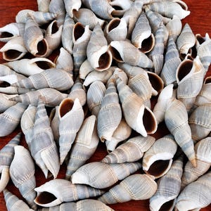May include: A collection of numerous elongated, spiral-shaped sea shells. Each shell features a textured, greyish-tan exterior with a smooth, dark brown interior opening. The shells are arranged in a dense, overlapping cluster, showcasing their pointed tips and curved, tapered forms.