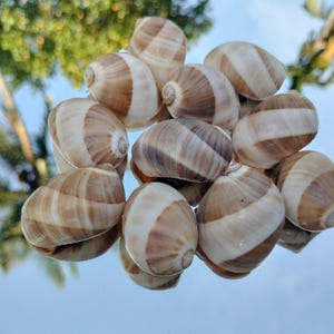May include: A cluster of beige and brown striped seashells. The shells are oval and stacked on a reflective surface. The background shows blurred green leaves and a blue sky. The shells are approximately 5-7 cm in length.