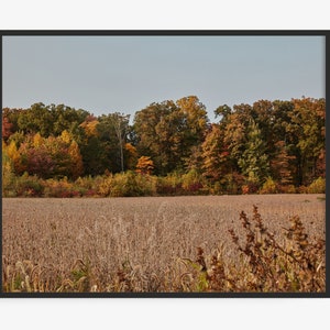Michigan Photography Print, Fall (Autumn) Leaves Over An Empty Field, in New Buffalo Michigan. Art For Gratitude. Michigan Wall Art