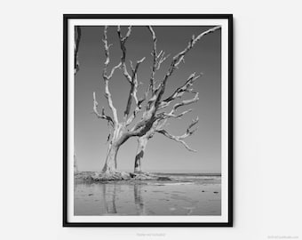 Jekyll Island Driftwood Beach, A Jekyll Island Black And White Fine Art Photography Print, Minimalist Art, Art For Gratitude