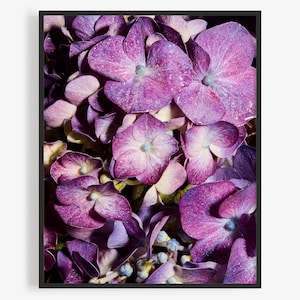 May include: A close-up of a cluster of purple hydrangea flowers. The flowers are in full bloom and have a delicate, textured appearance.