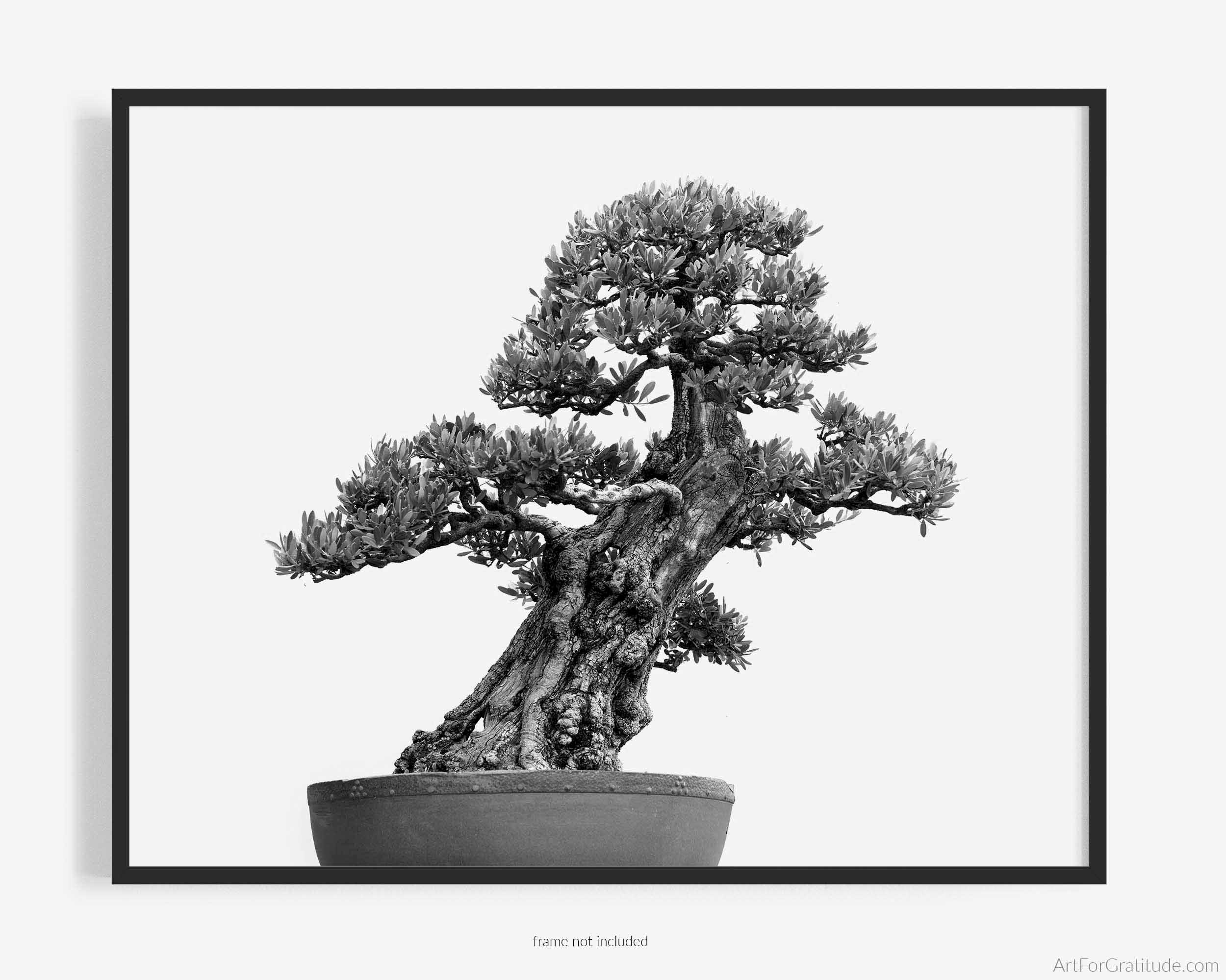Bonsai Tree Fine Art Photography Print, Black and White, of European Olive  (olea Europaea), Zen, Marie Kondo, Konmari, Art for Gratitude. - Etsy
