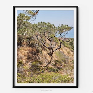 Puede incluir: Un árbol solitario con ramas retorcidas se alza en una ladera con vistas al océano. El árbol está rodeado de hierba seca y marrón y arbustos verdes. El cielo es azul y el agua es azul claro.