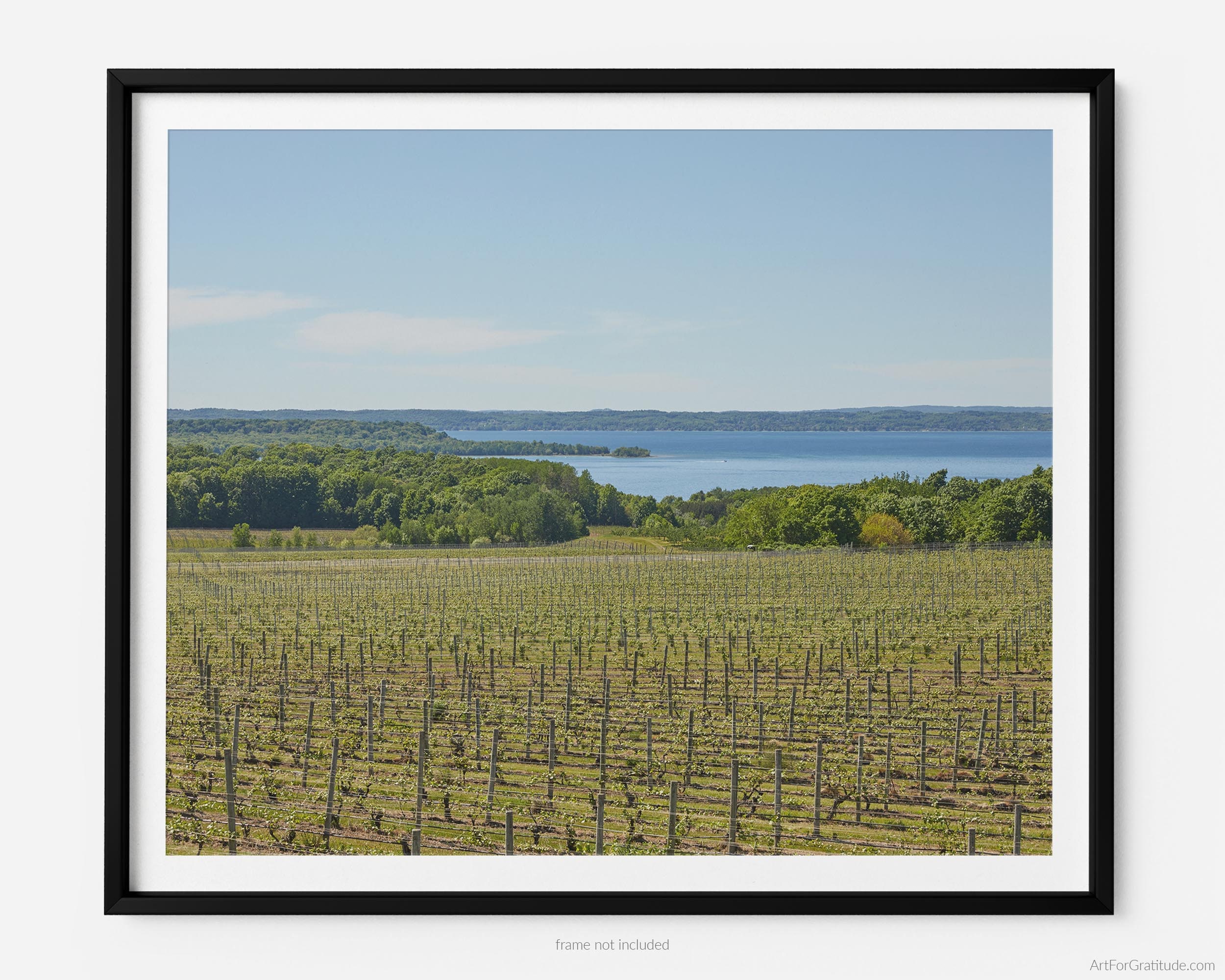 Vineyard And Grand Traverse Bay, Traverse City Michigan Fine Art Photography Print, In Spring, Art For Gratitude