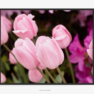 Flower Photography Print Of Pink Tulips, Liliaceae, In A Field, During Spring, Floral Print, By Jeff Schear, Art for Gratitude, Fine Art