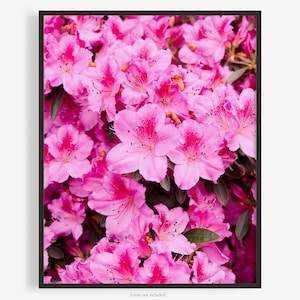 Flower Photography Print Of Pink Orchid Azaleas, Rhododendron Phoenicia, A Floral Print, By Jeff Schear, Art for Gratitude. Close up, Macro