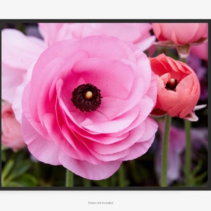 Flower Photography Print Of Pink Persian Buttercup, Ranunculus Asiaticus, A Floral Print, By Jeff Schear, Art for Gratitude, Spring