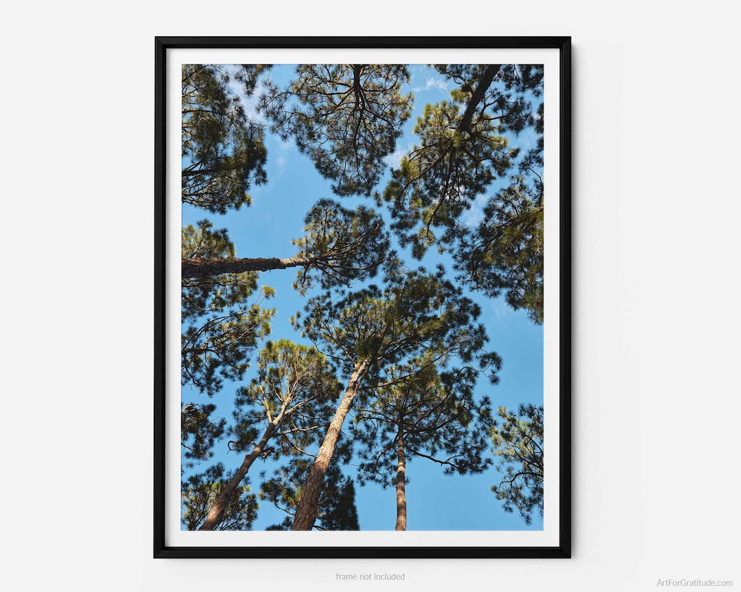 Thumbnail for Loblolly Pine Trees At South Beach Hilton Head Island Fine Art Photography Print In Sea Pines