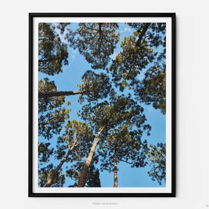 May include: A view looking up through the branches of a pine forest, with a bright blue sky visible above. The trees are tall and slender, with dark green needles.