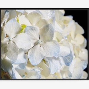 Impresión fotográfica de flores de hortensias blancas y azules, impresión fotográfica floral, regalo de San Valentín, arte para expresar gratitud. Primer plano, macro.