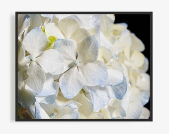 Flower Photography Print of White And Blue Hydrangea, Floral Photography Print. Valentine's Day Gift, Art for Gratitude.  Close up, Macro.