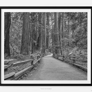 Muir Woods Hiking Trail, Fine Art Photography Print, In Marin County California, Redwood Trees, Wall Art, Black And White, Art For Gratitude