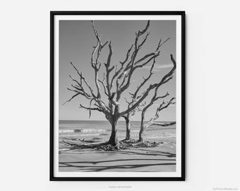 Jekyll Island Driftwood Beach, A Jekyll Island Black And White Fine Art Photography Print, Minimalist Art, Art For Gratitude