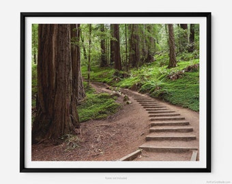 Muir Woods Hiking Trail Staircase, Fine Art Photography Print, In Marin County California, Redwood Trees Wall Art, Summer, Art For Gratitude