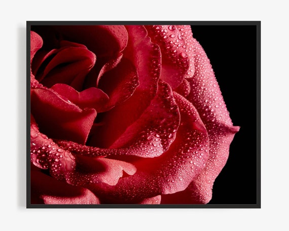Flower Photography Print of Red Rose Floral Photography | Etsy