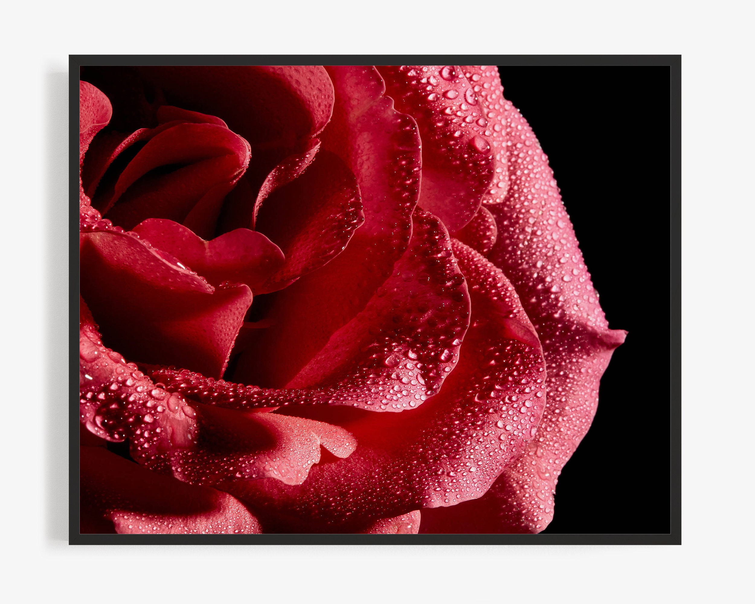 Photographers Roses Flower Photography Print of Red Rose, Floral Photography Print ...