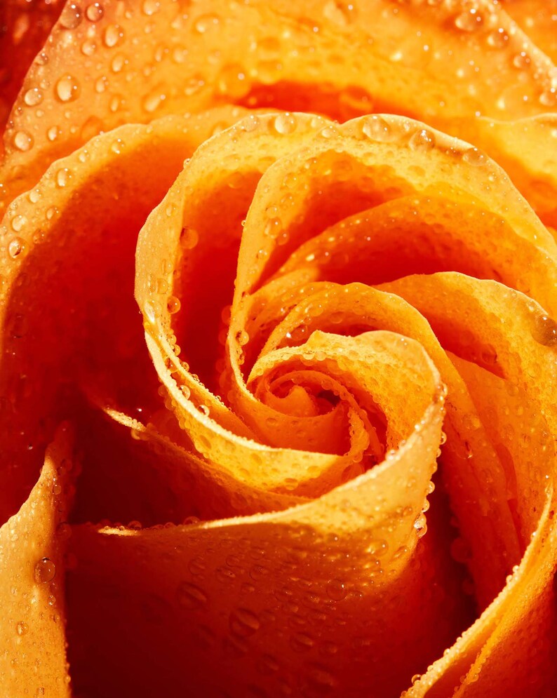 Floral Photography Print Valentine/'s Day Gift Flower Wall Art. Flower Photography Print of Orange Rose Art for Gratitude