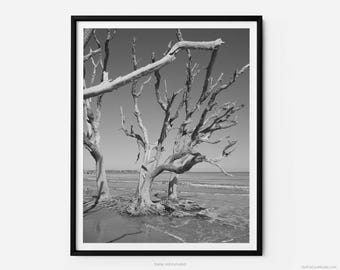 Jekyll Island Driftwood Beach, A Jekyll Island Black And White Fine Art Photography Print, Minimalist Art, Art For Gratitude