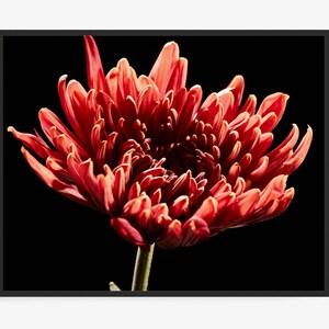 Flower Photography Print of Red Chrysanthemum, Floral Photography Print. By Jeff Schear, Art for Gratitude. Flower Wall Art, Close up, Mum