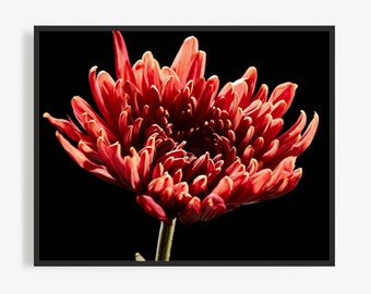 Flower Photography Print of Red Chrysanthemum, Floral Photography Print. By Jeff Schear, Art for Gratitude. Flower Wall Art, Close up, Mum