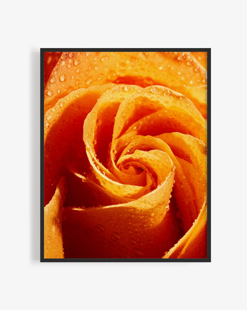Floral Photography Print Valentine/'s Day Gift Flower Wall Art. Flower Photography Print of Orange Rose Art for Gratitude