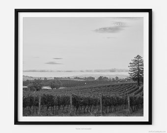 Napa Valley Vineyard Sunset, Fine Art Photography Print, Black And White, In California, Napa Wall Art, Winery Print, Art For Gratitude