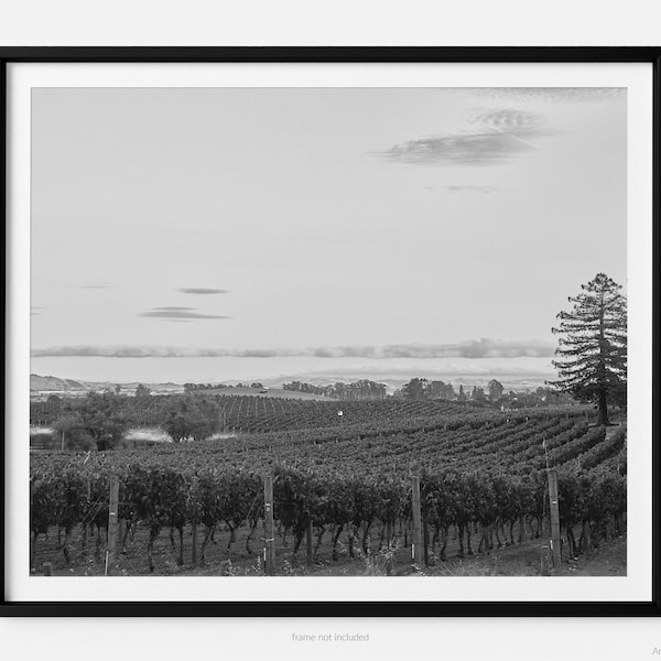 Napa Valley Vineyard Sunset, Fine Art Photography Print, Black And White, In California, Napa Wall Art, Winery Print, Art For Gratitude