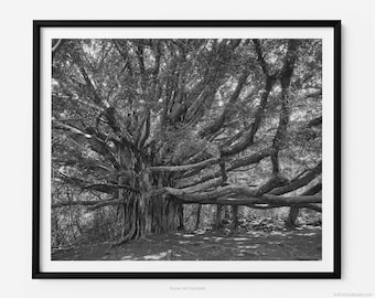 Banyan Tree On the Pipiwai Trail, A Maui Hawaii Black And White Fine Art Photography Print, In Haleakalā National Park, Art For Gratitude