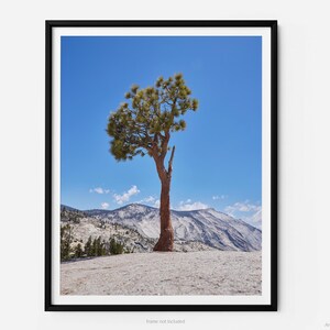 Enebro de Olmsted Point, en el Parque Nacional de Yosemite, con el cañón Tenaya y Clouds Rest. Impresión fotográfica de bellas artes de Yosemite.