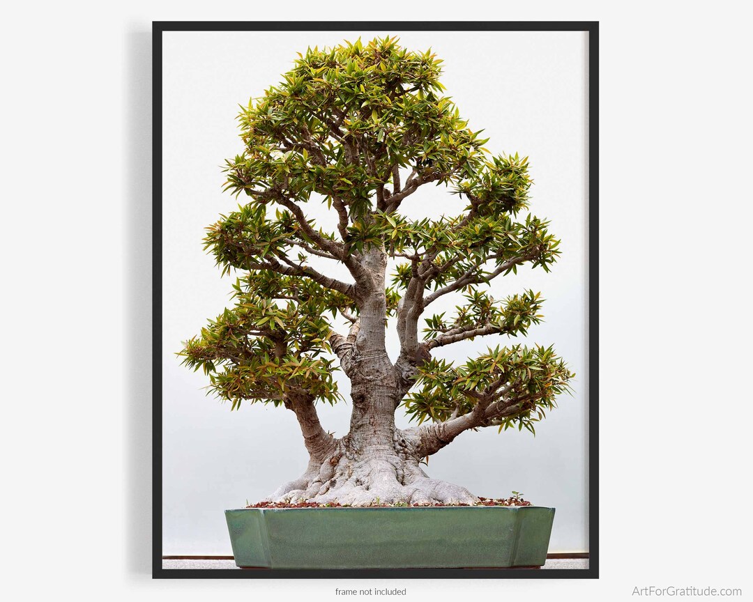 Bonsai Tree Fine Art Photography Print of Willow Leaf Fig Etsy