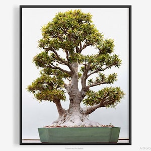 Bonsai Tree Fine Art Photography Print, Of Willow Leaf Fig (Ficus Subulata), Zen, Feng Shui, Marie Kondo, KonMari, Art For Gratitude.