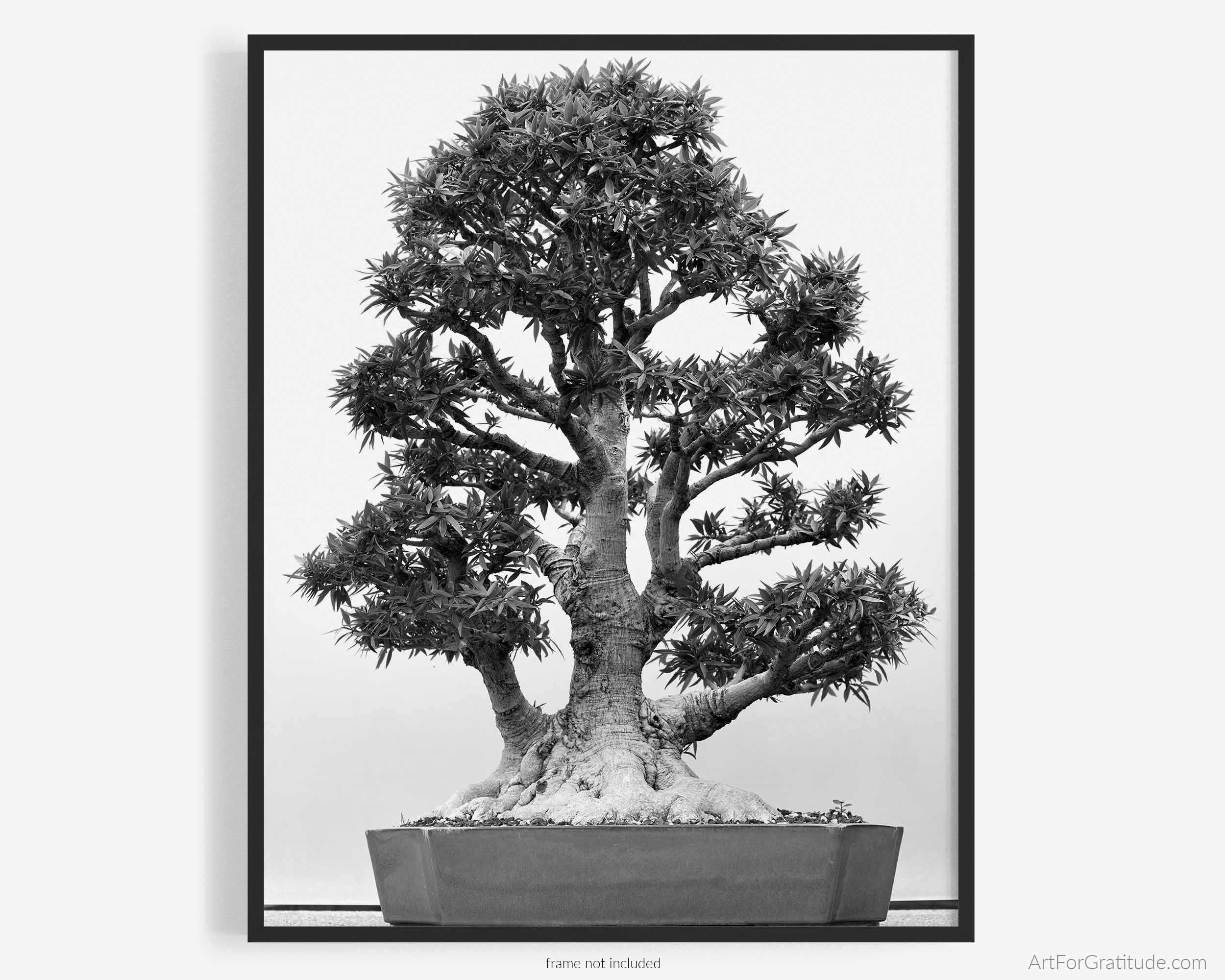 Black & White Photography Zen Black And White Bonsai Tree Fine Art