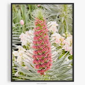 Flower Photography Print Of Red Echium Wildpretii Boraginaceae, Tower Of Jewels, A Floral Print, By Jeff Schear, Art for Gratitude. Bugloss