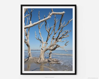 Jekyll Island Driftwood Beach, A Jekyll Island Georgia Fine Art Photography Print, Minimalist Art, Art For Gratitude
