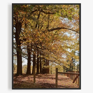 Cincinnati Photography Print, Fall (Autumn), Trees Along Farm Fence, Spooky Hollow Road, Old Montgomery, Indian Hill. Art For Gratitude