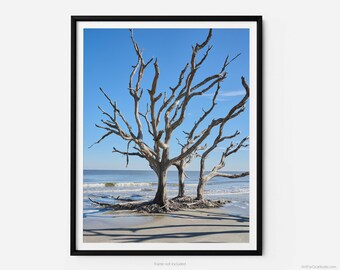 Jekyll Island Driftwood Beach, A Jekyll Island Georgia Fine Art Photography Print, Minimalist Art, Art For Gratitude
