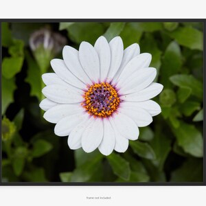 Flower Photography Print Cape Marguerite White Daisy, Purple Orange Center, Osteospermum ecklonis, Akila White Asteraceae, Art for Gratitude