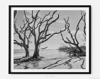 Jekyll Island Driftwood Beach, A Jekyll Island Black And White Fine Art Photography Print, Minimalist Art, Art For Gratitude