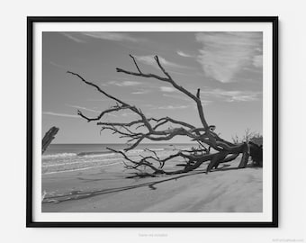 Jekyll Island Driftwood Beach, A Jekyll Island Black And White Fine Art Photography Print, Minimalist Art, Art For Gratitude