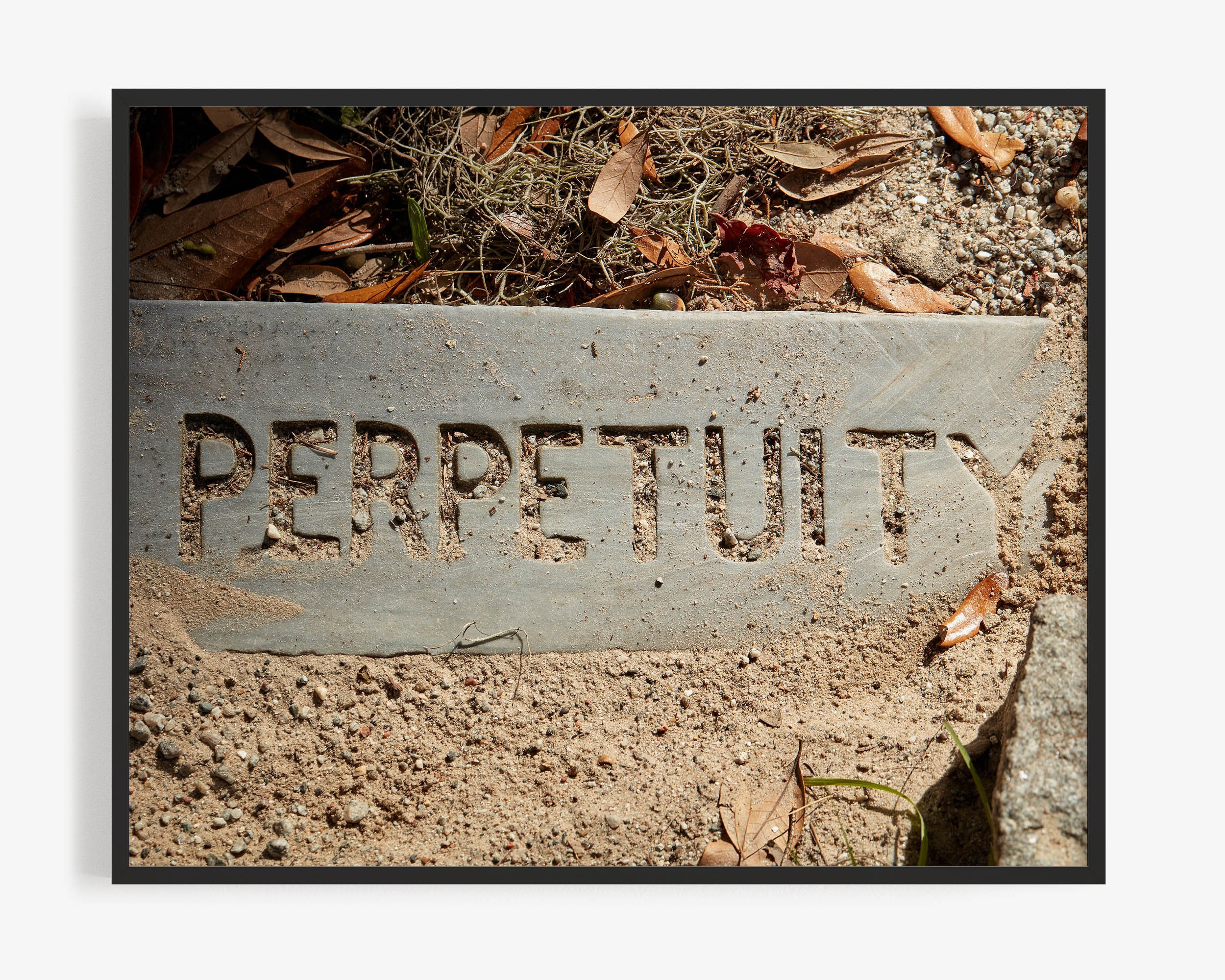 Savannah Photography Print, of Perpetuity Text on Grave Marker