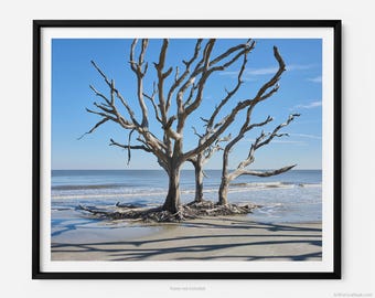 Jekyll Island Driftwood Beach, A Jekyll Island Georgia Fine Art Photography Print, Minimalist Art, Art For Gratitude